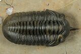 Morocconites Trilobite Fossil - Top Quality Specimen #339397-2